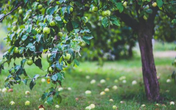 Mag je bomen planten, maaien op zondag of barbecueën op je appartementsterras?