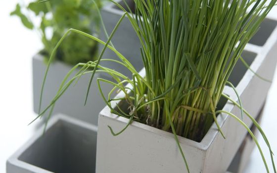 Te koud buiten? Met deze tips leg je een moestuin in huis aan